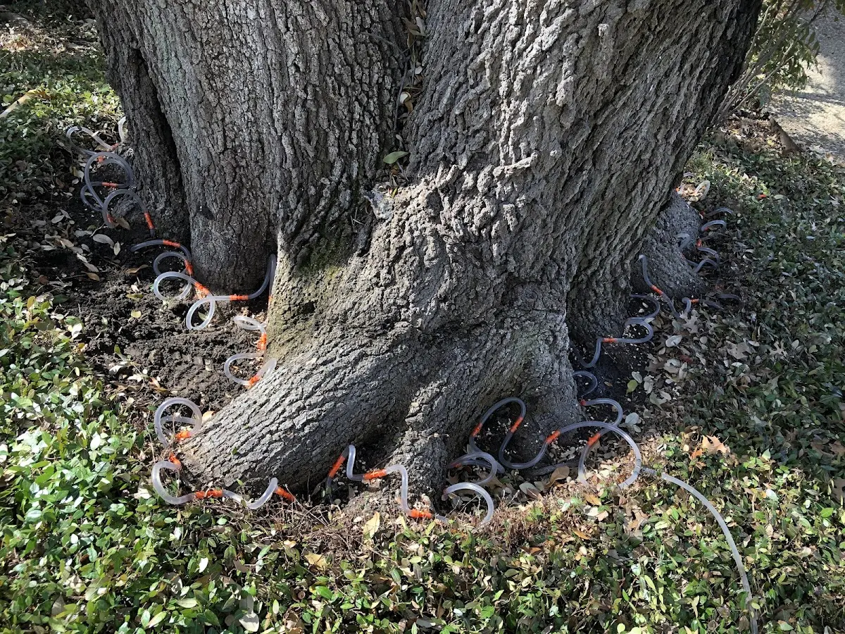 Detailed Tree Cabling and Bracing job site in Smilax