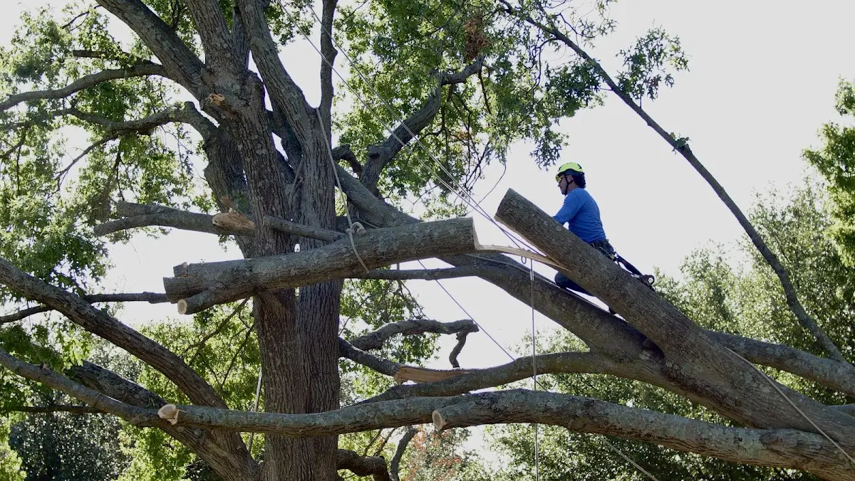 Professional Hazardous Tree Removal performed by certified arborists in Smilax